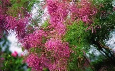 耐水力最强的10种植物，夏天下再大暴雨也不怕！