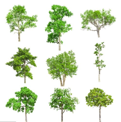 怎样培育一株集万千工程宠爱于一身的一级树？