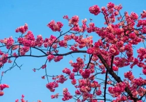 今天正月初十“地日”，晴天好？还是雨雪天好？看看谚语咋说的