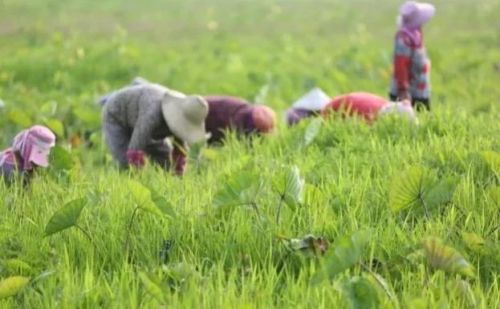 俗语“芒种夏至节，夫妻各自歇”？为啥要各自歇，有何道理