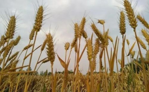 端午节“恶月毒日，君子斋戒，处必掩身”啥意思？下雨啥预兆