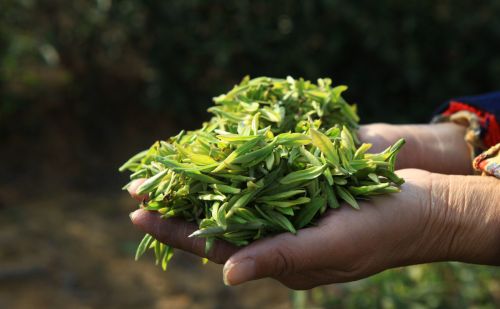 谷雨：不知节气要吃亏，多吃这6种食物，助全家平安入夏