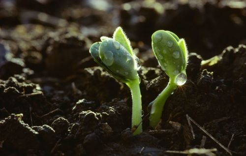 天气预报：清明节，刮大风下雨啥预兆？看看谚语怎么说