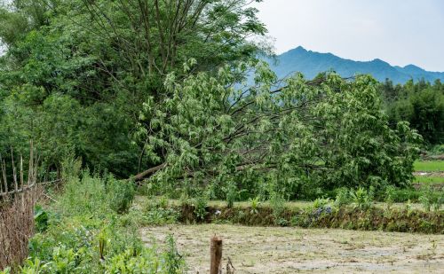 天气预报：清明节，刮大风下雨啥预兆？看看谚语怎么说