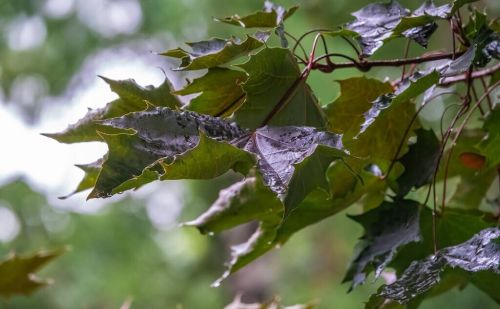 天气预报：二月十二晴天或下雨，啥预兆？看看农谚怎么说