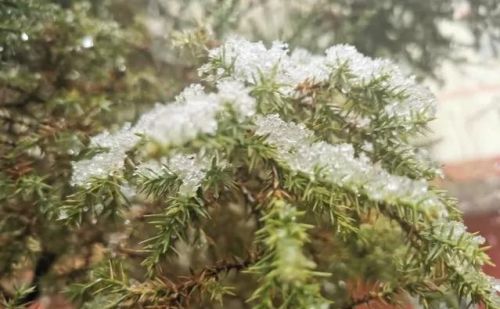 七九第一天，多地降雪对农业生产有何影响？老祖宗农谚怎么说的呢