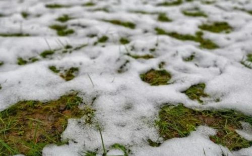 七九第一天，多地降雪对农业生产有何影响？老祖宗农谚怎么说的呢