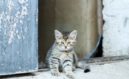 俗语：“猫要换，狗要偷”，是农村养猫狗的有趣风俗，有啥说法？