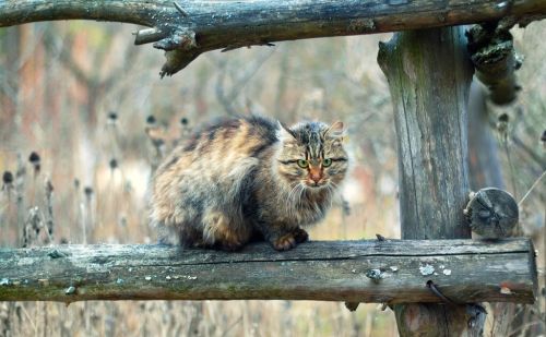 过去农村有三怕，怕野猫进门，怕大屋压小屋，怕坟头现洞，为何？