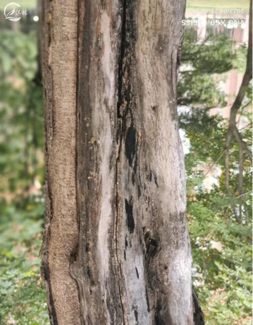 树木越冬后，对于遗留的伤疤如何处理？