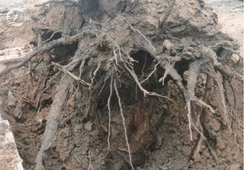 园林苗木常见三大根部病害及防治核心要点