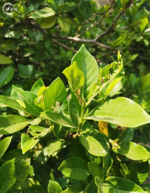 栀子花养护中重点注意这5种虫害