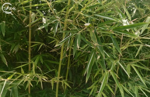 竹子浇水的3项技术要求
