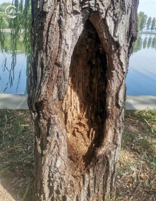 树洞是怎么形成的？原来还有它的杰作？