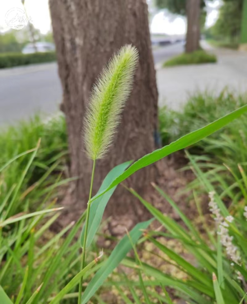 几种易混淆杂草的精准识别