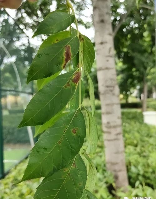 持续性高温，园林植物如何养护？