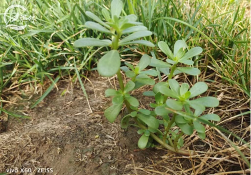 既是野菜又是野草？马齿苋的发生和防除