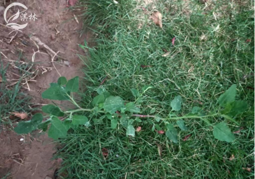 乡下常见的“灰灰菜”长在草坪中怎么除？