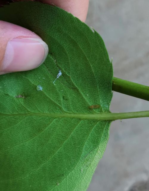 梨树上的梨木虱为何难防治？这几点了解一下