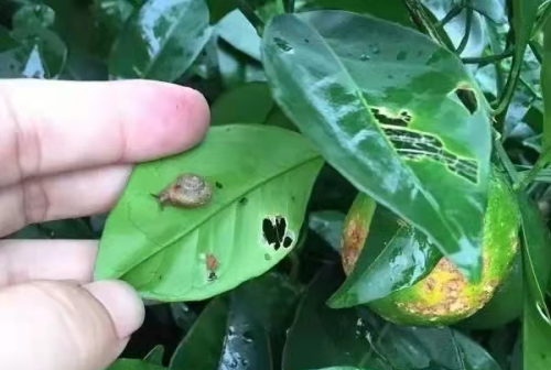 此牛非彼牛，从不拉犁头