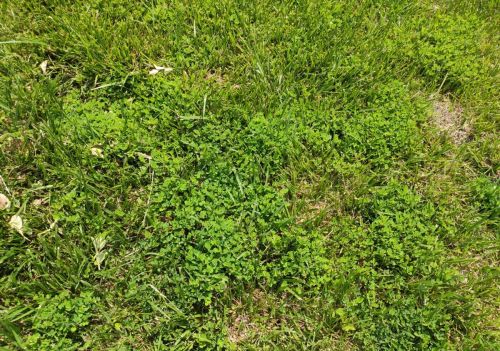 介绍一种防除禾本科成坪草坪中恶性阔叶杂草的特效除草剂