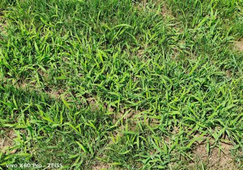 冷季型草坪遭马唐、狗尾草入侵危害，如何解决？