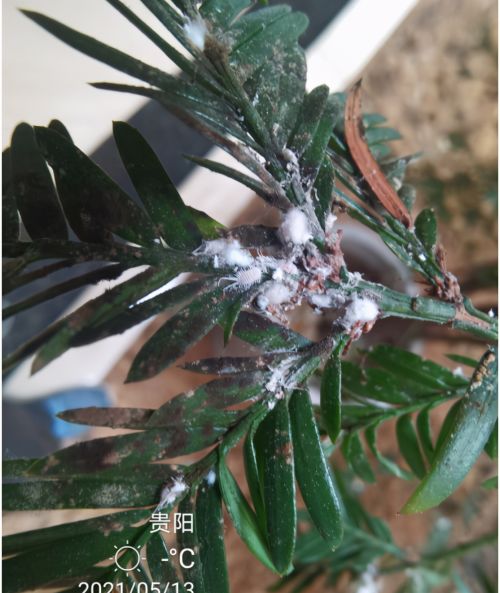 红豆杉发现介壳虫危害该怎么解决？