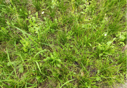 葱兰草坪中怎么有效除草还不伤草坪？