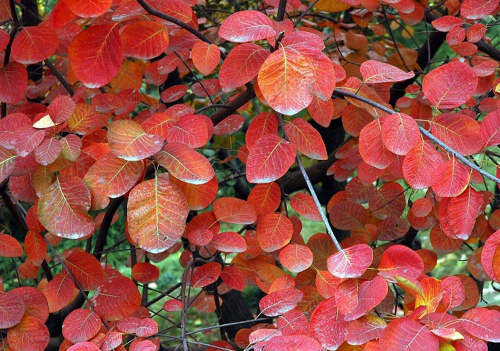 香山红叶常见病害：黄栌枯萎病
