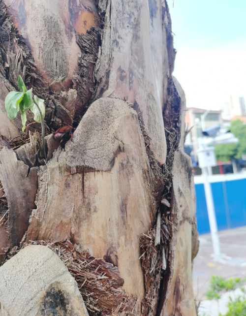 棕榈科植物的克星——红棕象甲防治攻略