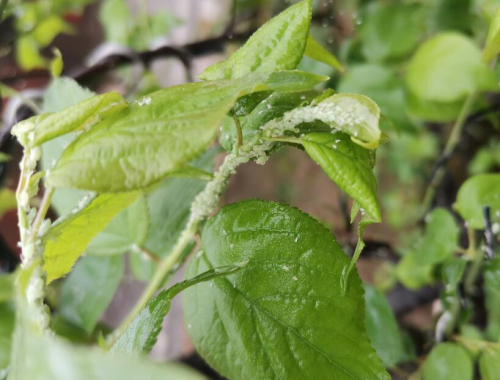 图解带你认识不同植物上蚜虫的为害症状！（附防治办法）