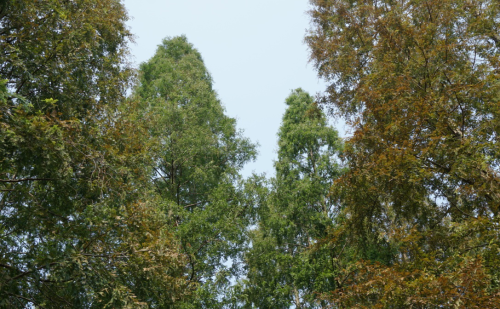 高达20米的水杉树木竟然最怕这种小虫子？