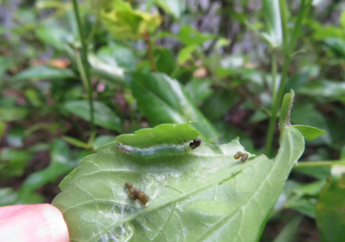 究竟是什么害虫能吃光扶桑花叶片，造成植株枯萎？