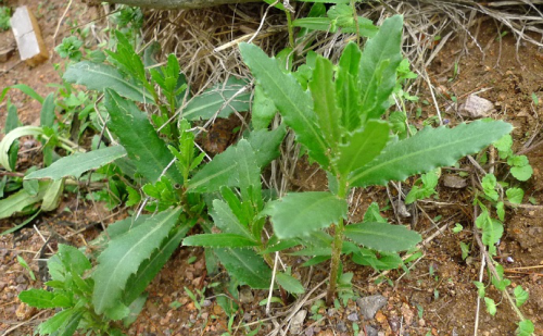 草坪防除恶性阔叶杂草--刺儿菜有绝招