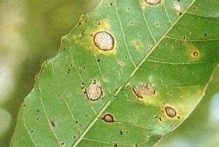 植物叶部病害来袭，先重点介绍下这三个病害？