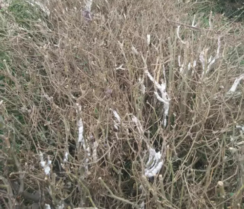 春日，为何“雪花”也会裹满枝条？