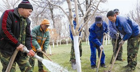 越冬养护必杀技——如何正确给树木冬灌？