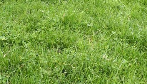 草坪除草也有敏感期？
