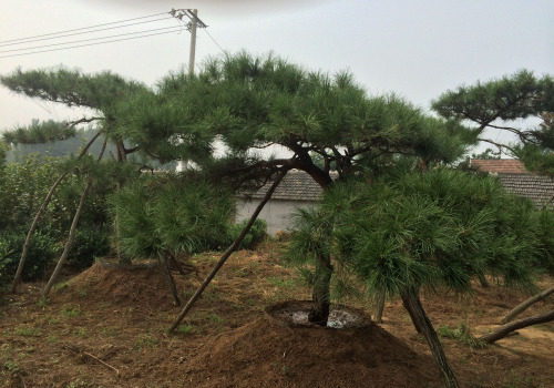 如何栽植油松，这是门学问