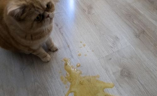 养猫疑惑：猫咪一天内频繁呕吐黄水