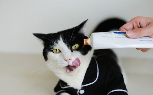养猫疑惑：猫咪一天内频繁呕吐黄水