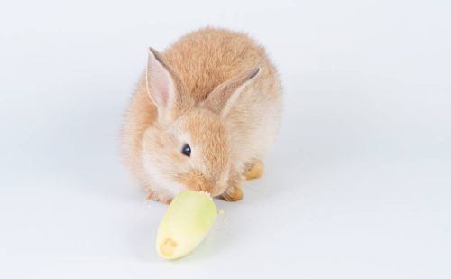 养兔手册：兔子维生素吃多了会死吗
