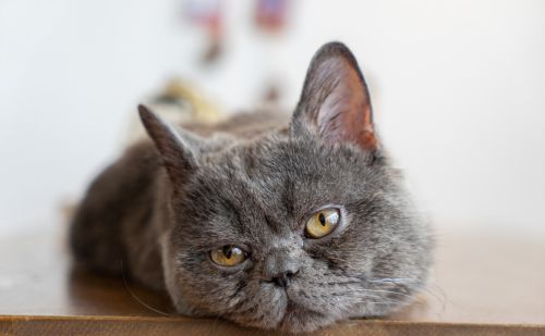 养猫手册：猫鼻支是什么原因造成的
