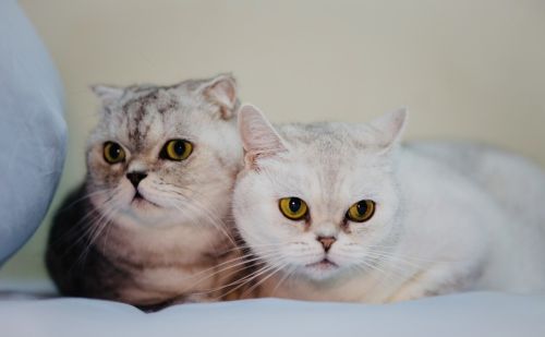 养猫疑惑：猫咪闹春可以用棉签吗