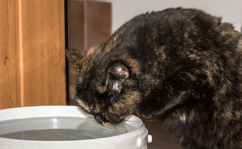 养猫疑惑：猫闭尿不导尿可以治疗吗