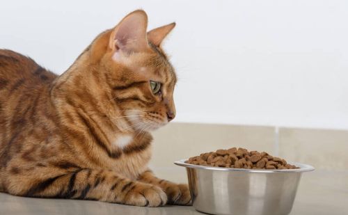 养猫疑惑：猫闭尿不导尿可以治疗吗