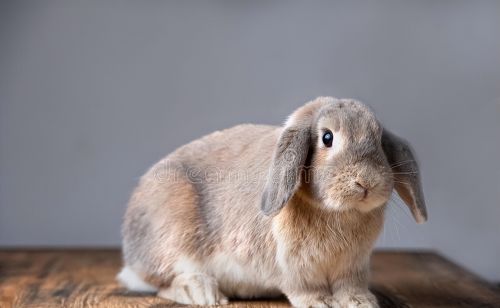 在线养兔：兔子脚上长癣用什么药最好