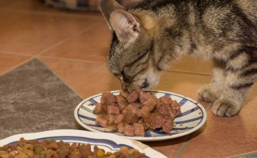养猫指南：猫咪只吃猫粮可以吗