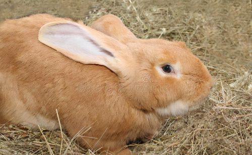 养兔经验：兔子牙齿导致嘴巴发炎