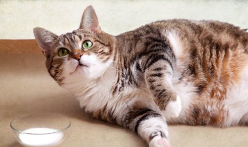 猫咪知识：猫咪喝奶粉吗